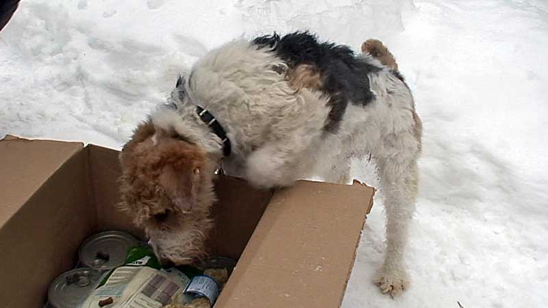 Post für Herrn Foxi