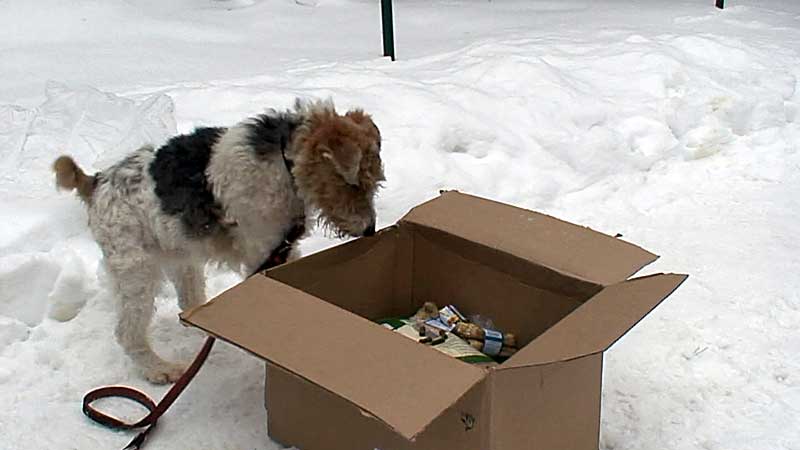 Post für Herrn Foxi