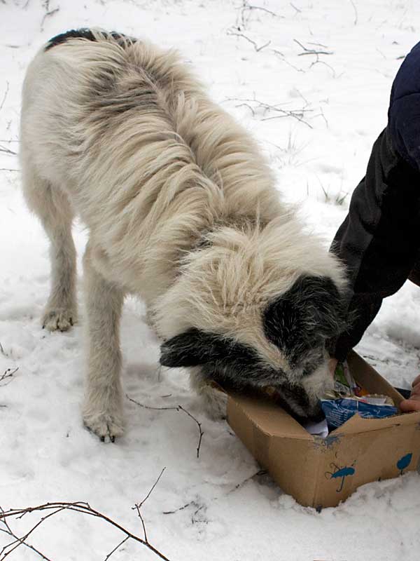 Teddy hat ein Päckchen bekommen